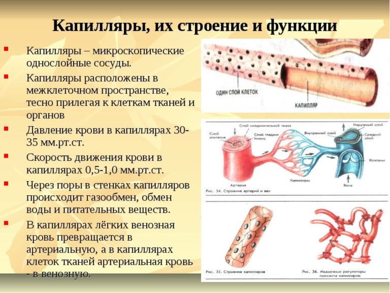 Вены Функции