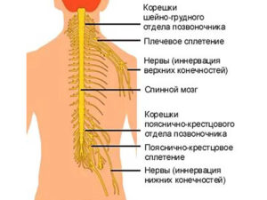 Сдавливает нервные корешки. Симптомы воспаления нервных корешков в каждом из отделов позвоночника