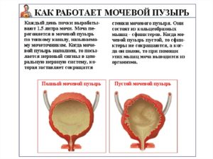 Моча не полностью выходит из мочевого пузыря: причины, лечение