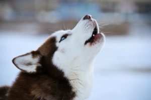 К чему лают и воют собаки. Что означает собачий вой. Сообщение об опасности