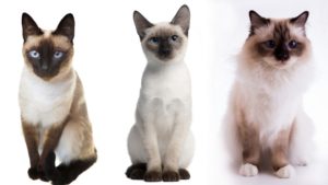 Сравнение тайской и сиамской кошки. Основные отличие сиамской кошки от тайской. Рацион тайской кошки