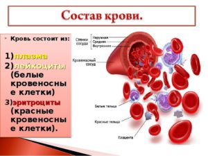 Из каких химических элементов состоит кровь. Зачем нужна кровь человеку и из каких компонентов она состоит. Основные функции эритроцитов в крови