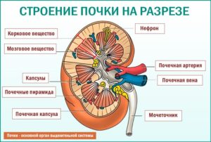 Почка человека строение в разрезе. Строение почки человека