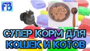 Сухой кошачий корм своими руками. Как сделать сухой корм для кошки своими руками (рецепты). Почему лучше готовить кошкам самому