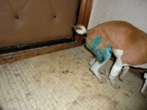 Почему собака не может сходить в туалет по-большому? Запор у собаки: частые причины и лечение