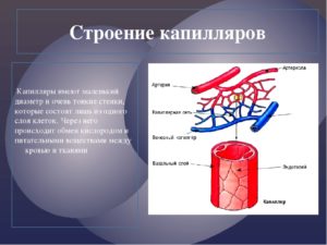 Особенности строения стенок артерий