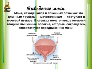 Моча не полностью выходит из мочевого пузыря: причины, лечение