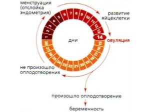 Сколько должен длиться цикл месячных. Какой цикл месячных считается нормальным