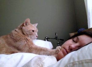 Почему кошка не дает спать по утрам? Что делать, если кот орет и мяукает по ночам без причины? Почему кошки будят по утрам