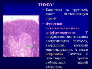 Тимус: гистология, строение, характеристика, функции. Тимус: развитие, строение, функции Какие клетки присутствуют в дольке тимуса