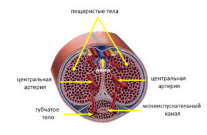 Пещеристые и губчатые тела. Пещеристое тело