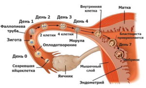 Зачатие происходит сразу после акта. Через сколько дней происходит оплодотворение после зачатия