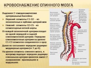 Кровоснабжение спинного мозга. Как происходит кровоснабжение спинного мозга