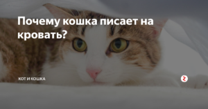 Почему кошка писает на постель? Приметы про кошек Старая кошка гадит на кровать что делать