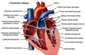 Из каких отделов состоит сердце. Сердце – как оно работает? Какие ткани входят в состав сердца