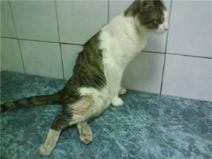 Задние лапы котов. Отнимаются задние лапы у кота: возможные причины, симптомы, диагностика, консультация ветеринара и лечение