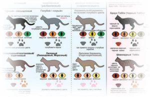 Как кошки меняют цвет. Цвет глаз шотландских кошек. Какое значение имеет цвет глаз