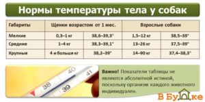 Норма температуры у собаки лабрадор. Что делать если у собаки температура. Когда следить за температурой тела собаки