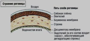 Анатомия роговицы