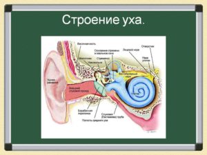 Строение уха человека и функции его частей. Анатомия уха человека