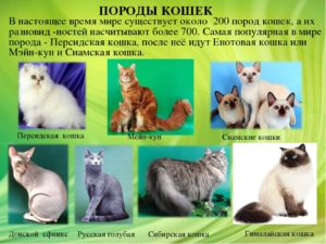 Сколько в мире котов и кошек. Сколько пород кошек существует в мире