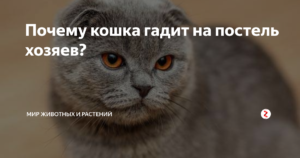 Почему кошка писает на постель? Приметы про кошек Старая кошка гадит на кровать что делать