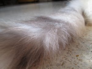 Почему у кошки жирная шерсть? Здоровая кожа и шерсть у кошки