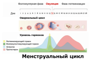 Может ли нарушаться менструальный цикл из-за антибиотиков. Нарушения менструального цикла: как найти и устранить причину Может ли сбиться цикл если