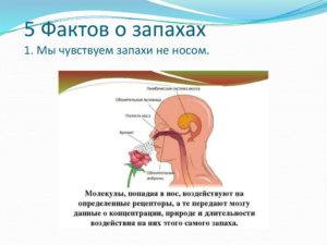 Не чувствую запахов. Нос дышит, но не чувствует запахов: количественные и качественные нарушения. Причины или почему пропало обоняние и вкус