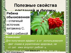 Рябина красная: полезные свойства, противопоказания, польза и вред. Красная рябина — польза и вред для здоровья