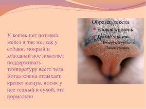 У собаки очень мокрый нос. Почему у собак мокрый нос? Когда волноваться не следует