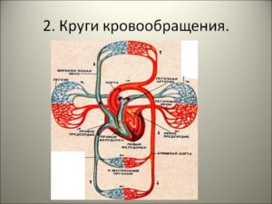 Два круга обращения имеют. Большой и малый круги кровообращения. Анатомическое строение и основные функции