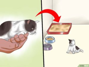 Как отучить котенка от сосания. Как отлучить котят от кошки для передачи новым хозяевам. Сроки и общая информация о вскармливании котят