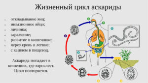 Стадия развития аскариды. Аскариды в лёгких. Цикл развития аскариды