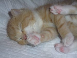 Почему кот храпит во сне и дёргает лапками. Кот дергается во сне: почему и что делать? У котенка во сне дергаются лапки