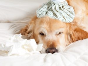 Собака кашляет простудилась что делать. О простуде у собак: симптомы и лечение в домашних условиях, может ли заразиться от человека, список антибиотиков. Симптомы, которые не стоит игнорировать