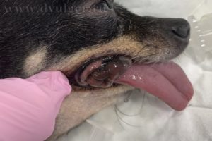 Вакцинотерапия в лечении меланомы у собак. Меланома у собак и кошек