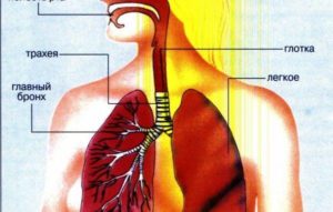 Воспаление дыхательных путей, симптомы и лечение. Как лечить верхние дыхательные пути