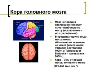 Раздражение подкорковых структур. Ирритация коры головного мозга ведет к серьезным нарушениям во всем организме. Как проявляется ирритация головного мозга