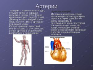 Кровеносные сосуды несущие кровь от сердца к органам тела. Сосуды и отделы сердца несущие венозную кровь