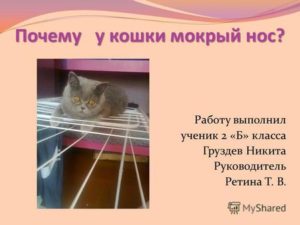 Почему у кошки влажный холодный нос. Почему у котов мокрый нос. Возможные сопровождающие симптомы при недомогании