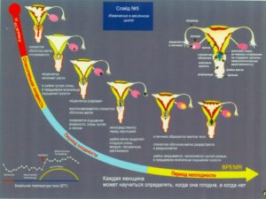За сколько до месячных опускается шейка матки. Изменения в матке в период менструации