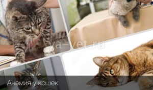 Анемия у кошек и котов. Анемия кошек: причины, лечение, симптомы, диагноз, прогноз, профилактика У кота анемия от блох