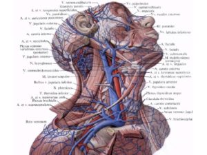 Воспаление яремной вены у человека. Анатомия Внутренней яремной вены человека - информация. Основные причины и симптомы