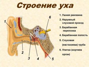Строение уха человека и функции его частей. Анатомия уха человека