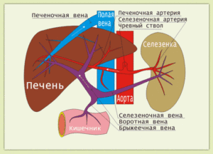 Селезеночная вена норма. Что такое тромбоз селезеночной вены