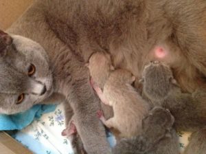 Кошки после родов без котят. Чем кормить кошку чтобы было больше молока. Уход за кошкой после родов