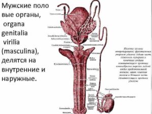 Кавернозная ткань. Раскрываем секреты увеличения члена. Верхние мочевые пути человека