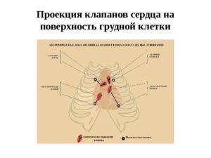 Из чего состоит сердце. Границы сердца и их проекция на поверхность грудной клетки. Нервная и гуморальная регуляция деятельности сердца человека