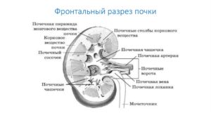 Почка человека строение в разрезе. Строение почки человека